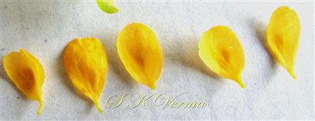  Petals